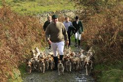 BSSNS Beagles photography by Betty Fold Gallery